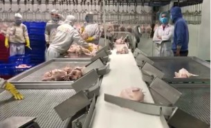 禽肉分選機(jī)_雞肉分選機(jī)_鴨肉分選機(jī)_肉雞稱(chēng)重分選機(jī)_禽肉胴體分級(jí)秤_袋裝雞自動(dòng)分揀_