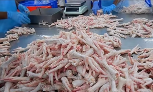 探索珠海大航雞爪重量分選機(jī)在禽肉分割產(chǎn)品重量分選中的創(chuàng)新應(yīng)用