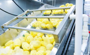 探索鳳梨重量分選機(jī)如何實(shí)現(xiàn)鳳梨精準(zhǔn)重量分選及產(chǎn)業(yè)助力